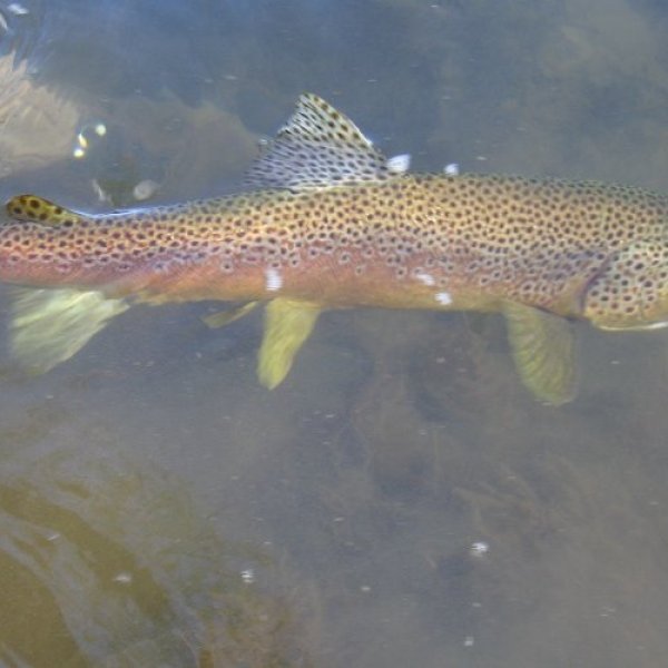Trout in the Yough