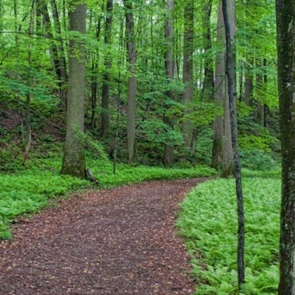 Water fall over cliffs surrounded by green trees